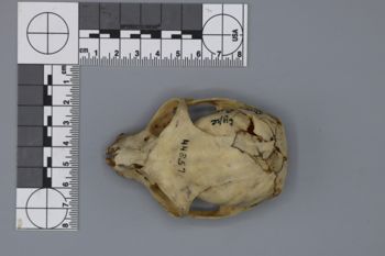 Media type: image; Mammalogy 44857